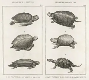 Tortoises: TORTOISES/VARIOUS