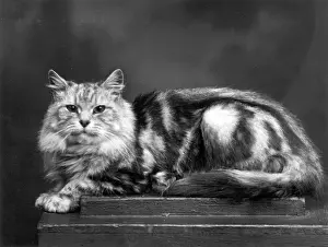 Reclines: TORTOISESHELL CAT