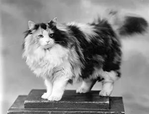 Tortoiseshell: TORTOISESHELL CAT