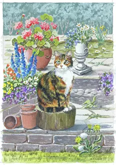 Tortoiseshell: Tortoiseshell Cat in Garden