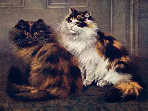 Persians: TORTOISESHELL PERSIANS