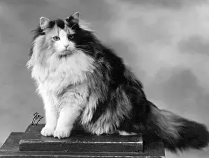 Tortoiseshell: TORTOISESHELL SITTING