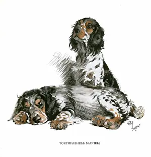 Tortoiseshell: Two tortoiseshell spaniels