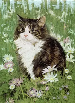 Tortoiseshell: Tortoiseshell and White Cat and Anemones