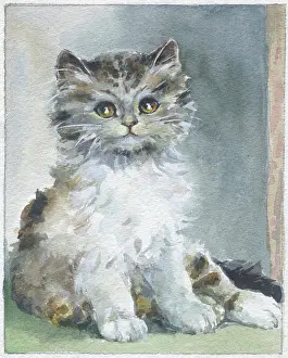 Tortoiseshell: Tortoiseshell and white kitten
