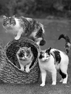 Tortoiseshell: THREE TORTOISESHELLS