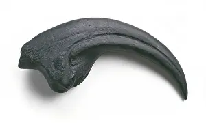 Ceratosauria: Torvosaurus claw