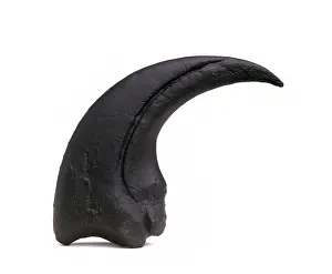 Ceratosauria: Torvosaurus claw