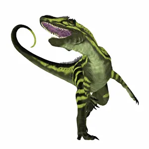 Megalosaurid: Torvosaurus dinosaur, front view on white background