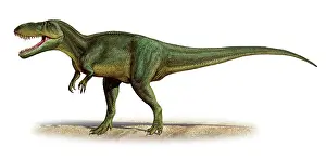 Megalosaurid: Torvosaurus tanneri, a prehistoric era dinosaur