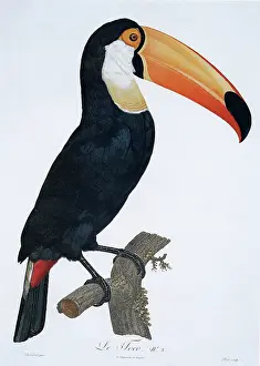 Perching: Toucan perched on a branch