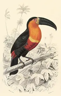 Breasted: Toucan (Ramphastos maximus)
