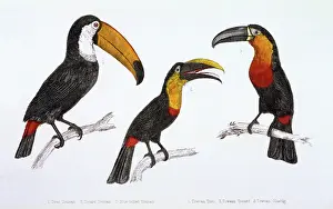 Toco: THREE TOUCANS