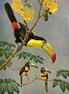 Toucans: Toucans
