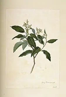 Paniculata: Tournefortia paniculata