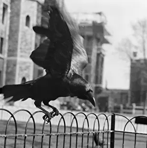 Omens: Tower Of London