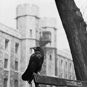 Backrest: Tower Of London