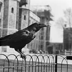 Omens: Tower Of London