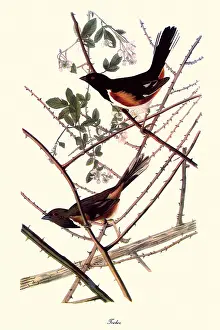 Thorny: Towhee