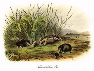 Peers: Townsend's Shrew Mole