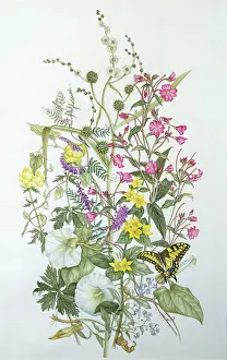 Wort: Along the Towpath ' wild flowers