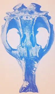 Extinction: Toxodon, Extinct Mammal