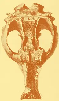 Extinction: Toxodon, Extinct Mammal