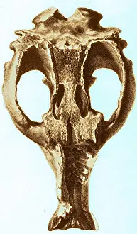 Extinction: Toxodon, Extinct Mammal