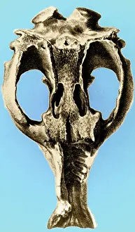 Zoologist: Toxodon, Extinct Mammal