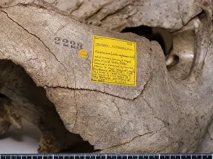 H.m.s: Toxodon platensis