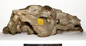 H.m.s: Toxodon platensis