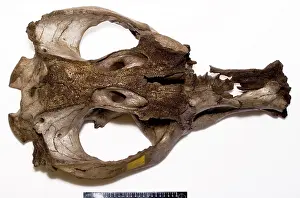 H.m.s: Toxodon platensis