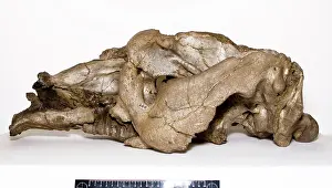 H.m.s: Toxodon platensis