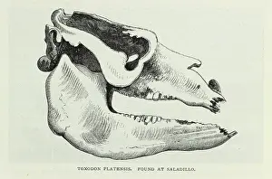 Epoch: Toxodon Platensis, found at Sadillo