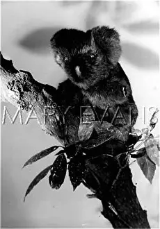 Eucalyptus: TOY KOALA BEAR UP TREE