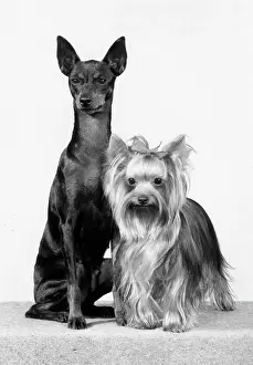 Yorkie: TOY TERRIER AND YORKIE