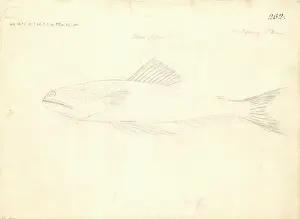 1754 1794: Trachinocephalus myops, painted lizzardfish