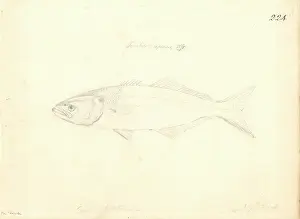 1754 1794: Trachinotus carolinus, Florida pompano