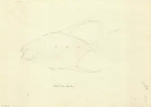 1754 1794: Trachinotus goreensis, longfin pompano