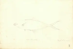 1754 1794: Trachinotus ovatus, derbio