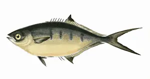 Pompano: Trachinotus ovatus, or Derbio