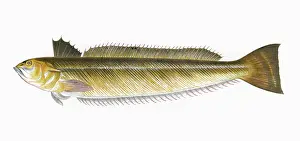 Catfish: Trachinus draco, or Greater Weever