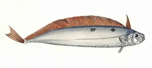 Ribbonfish: Trachipterus arcticus, or Dealfish
