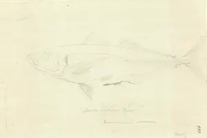 1754 1794: Trachurus declivis, greenback horse mackerel