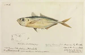 Ray Finned: Trachurus trachurus, common scad