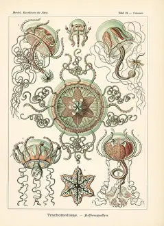 Glitsch: Trachymedusae jellyfish: Geryonia proboscidalis