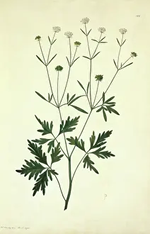 Creeping: Trachymene procumbens, creeping wild parsnip