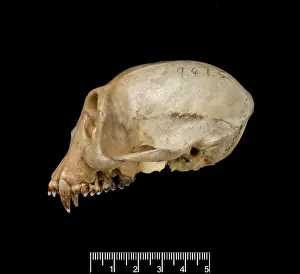 Lutung: Trachypithecus cristatus, silver leaf monkey