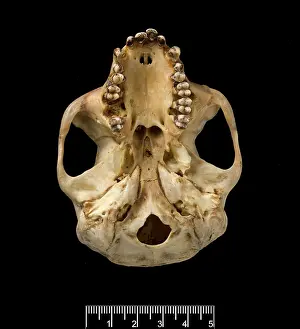 Lutung: Trachypithecus cristatus, silver leaf monkey