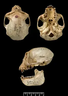 Lutung: Trachypithecus cristatus, silver leaf monkey